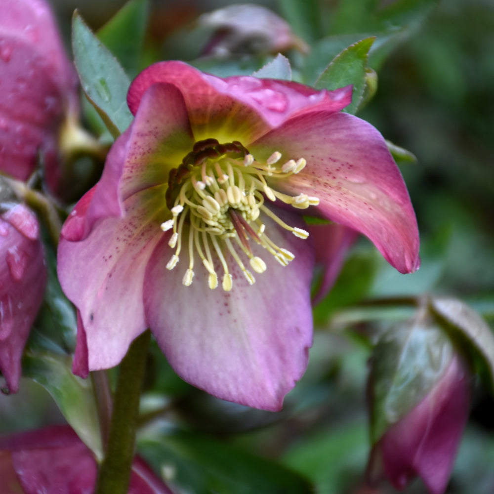 HELLEBORUS PARIS IN PINK