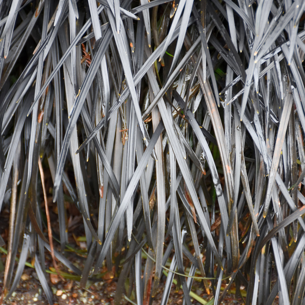 OPHIOPOGON PLANISCAPUS NIGRESCENS