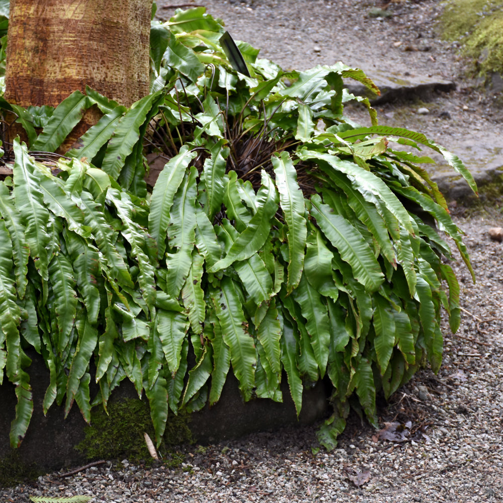 HART'S TONGUE FERN