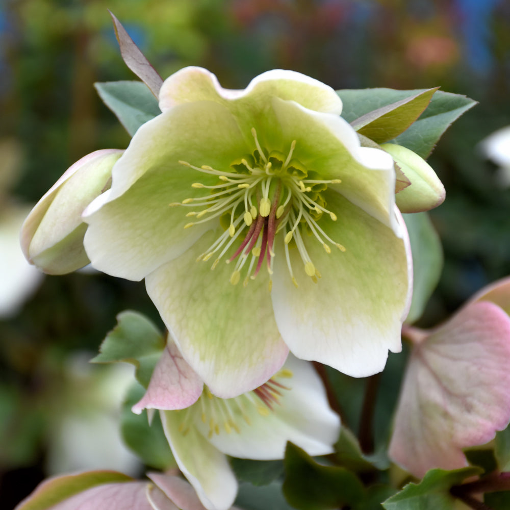 HELLEBORUS MOLLY'S WHITE