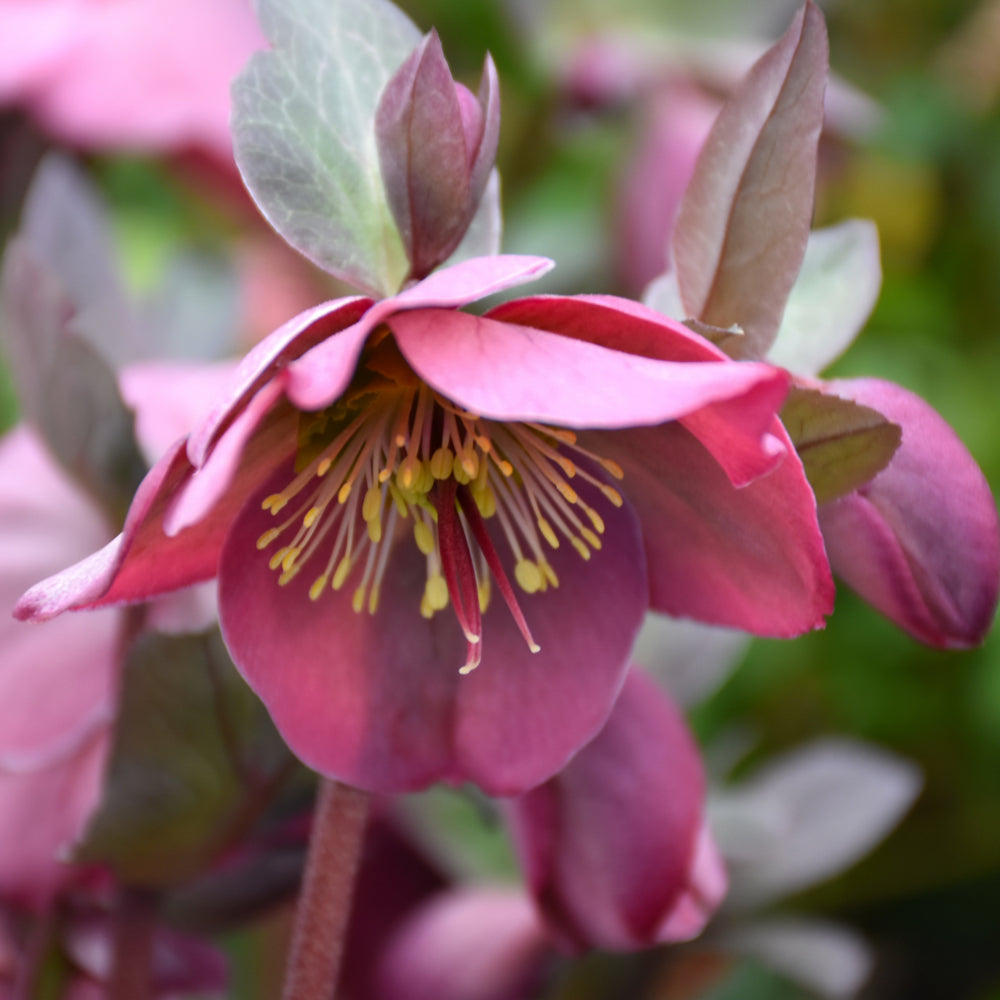 HELLEBORUS PENNY'S PINK