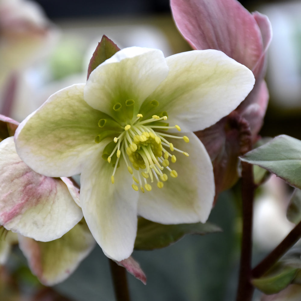 HELLEBORUS IVORY PRINCE