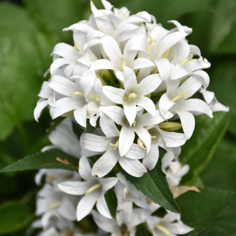 CAMPANULA GENTI WHITE