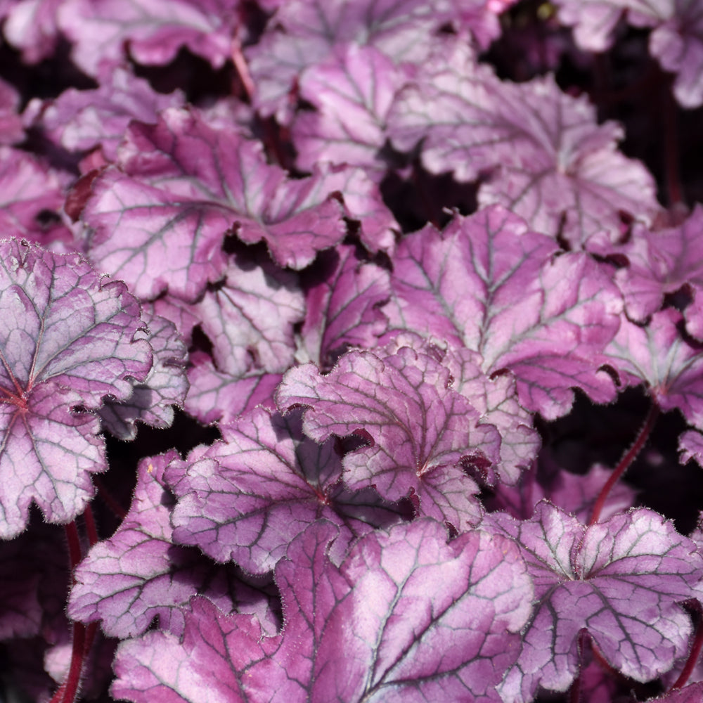 HEUCHERA FOREVER PURPLE