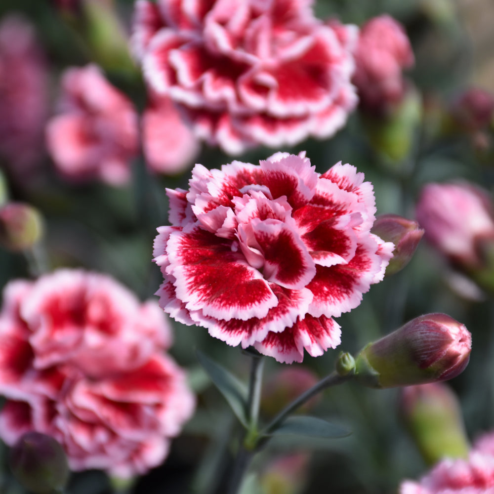 DIANTHUS SUGAR PLUM