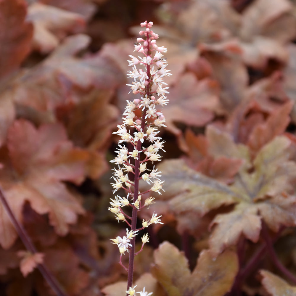 HEUCHERELLA HOPSCOTCH