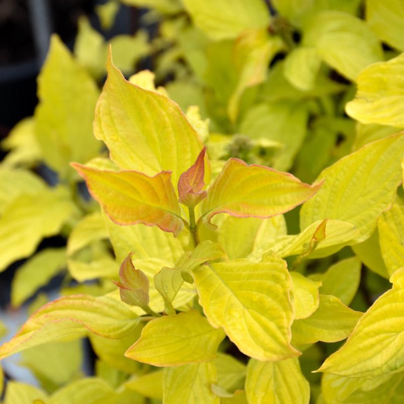 DOGWOOD NEON BURST