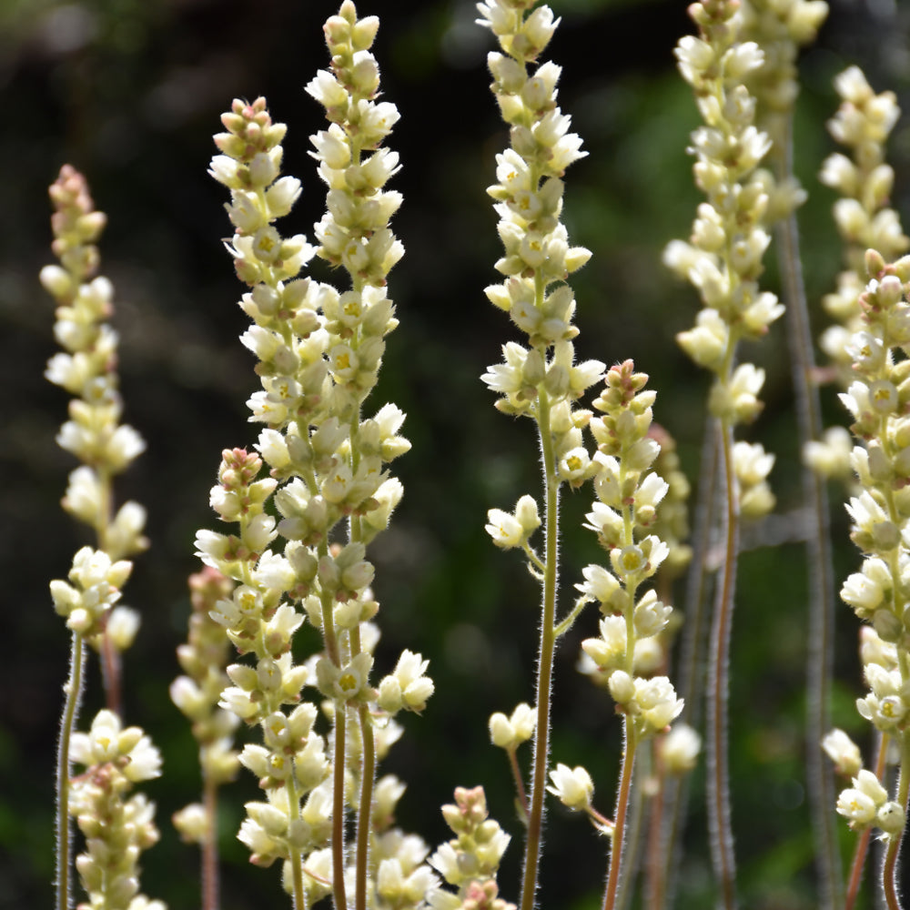 HEUCHERA RICHARDSONII