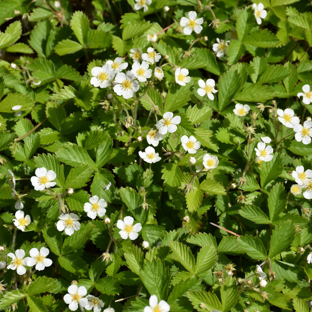 FRAGARIA VIRGINIANA