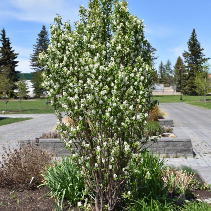 SERVICEBERRY OBELISK