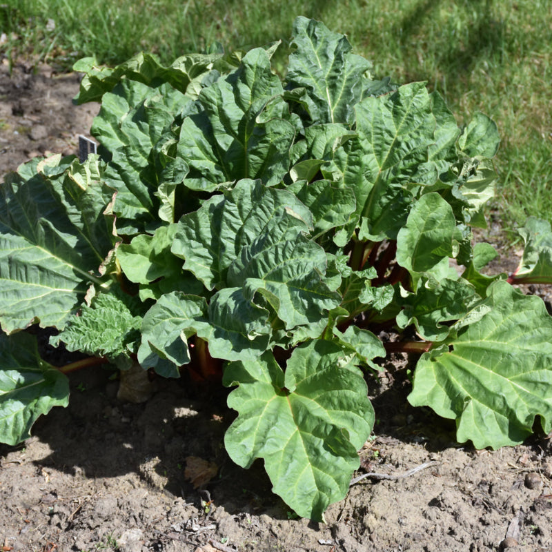 RHUBARB CHIPMANS CANADA RED