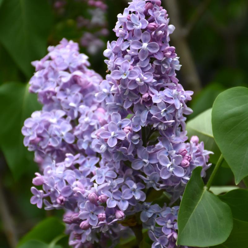 LILAC PRESIDENT GREVY