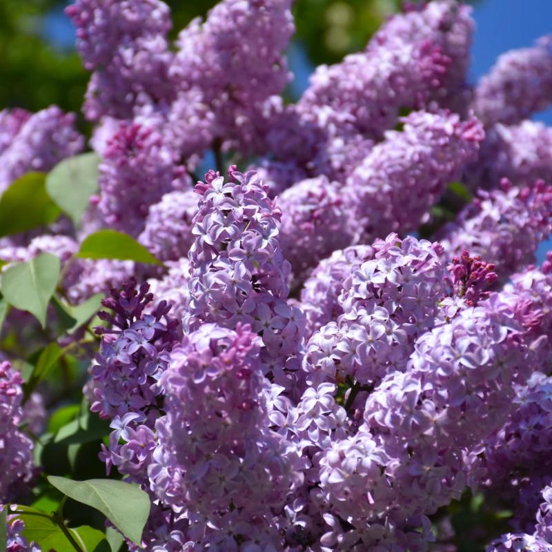 LILAC COMMON