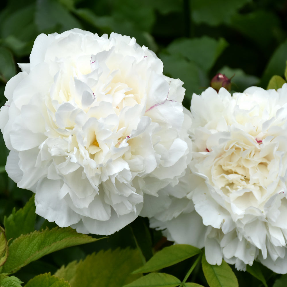 PAEONIA DUCHESSE DE NEMOURS