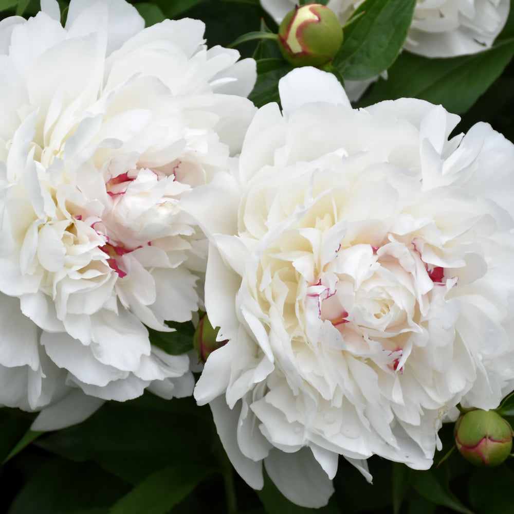 PAEONIA FESTIVA MAXIMA