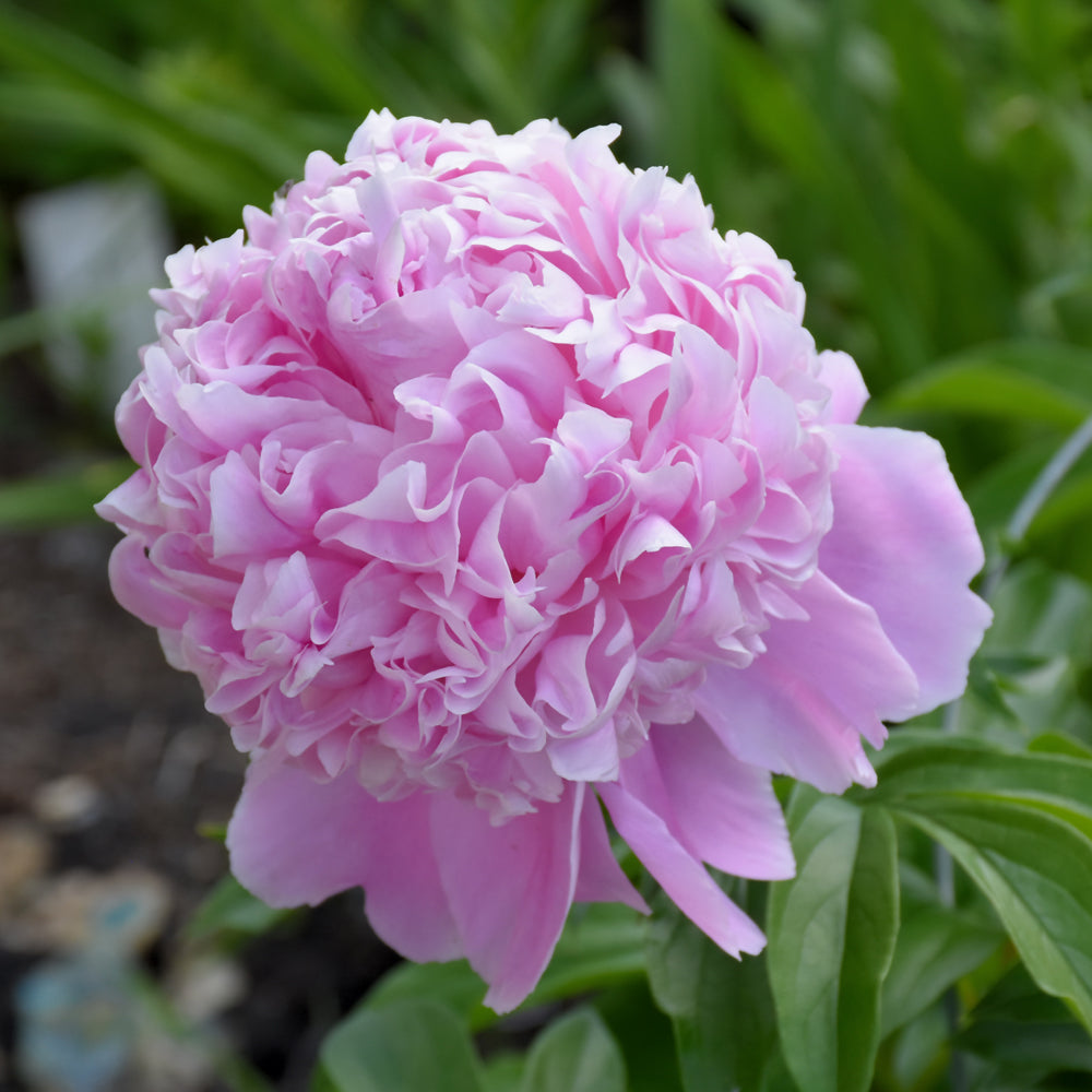 PAEONIA SARAH BERNHARDT
