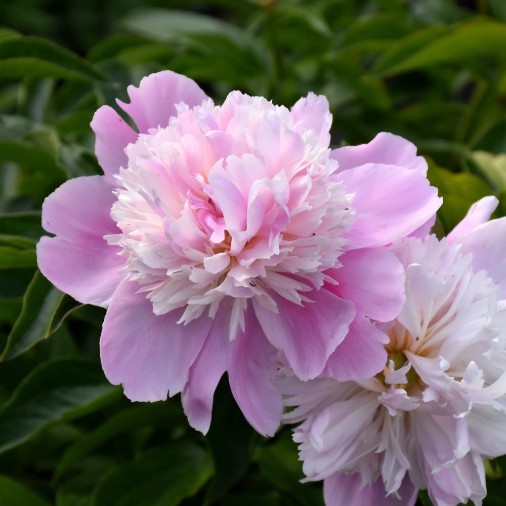 PAEONIA MONSIEUR JULES ELIE