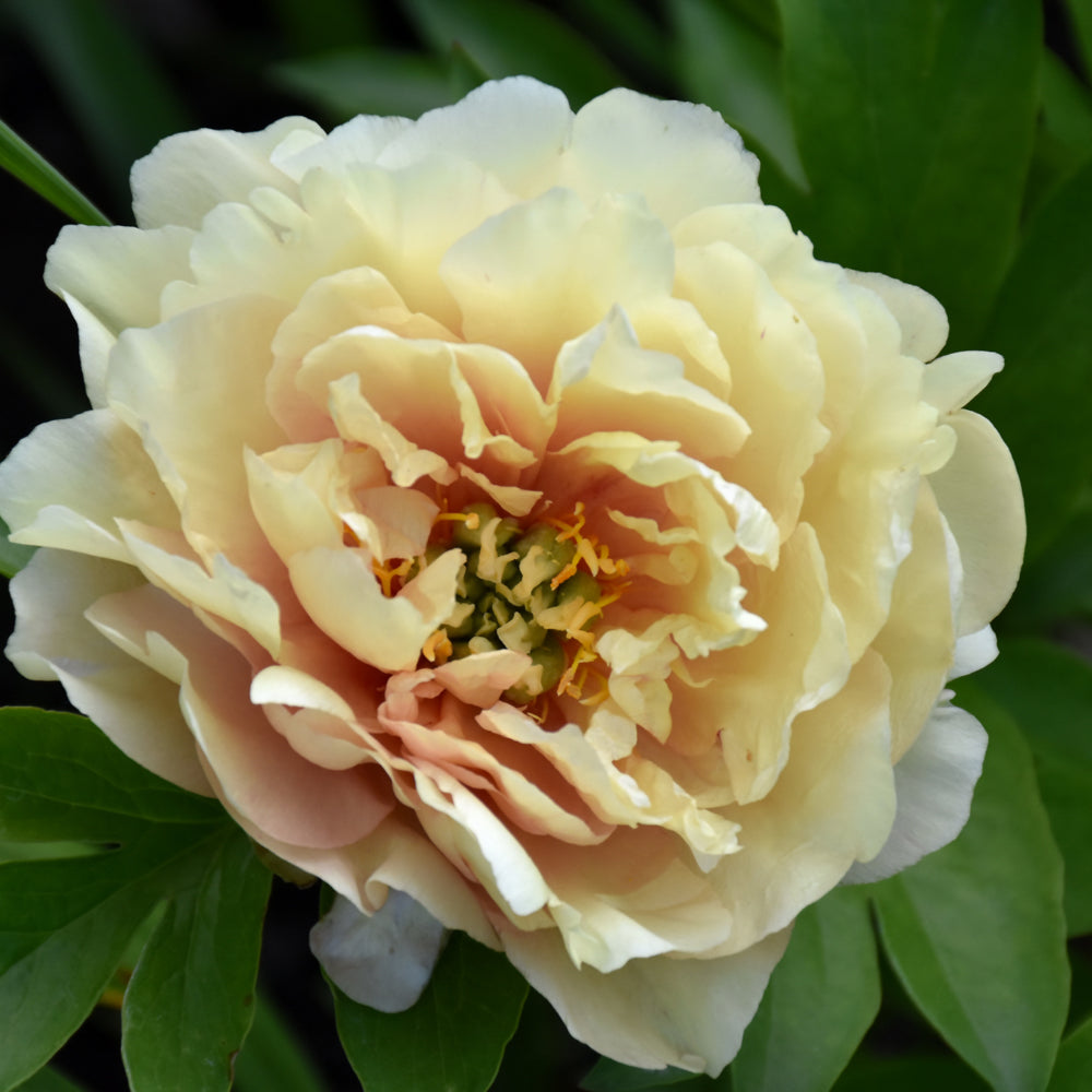 PAEONIA CANARY BRILLIANTS