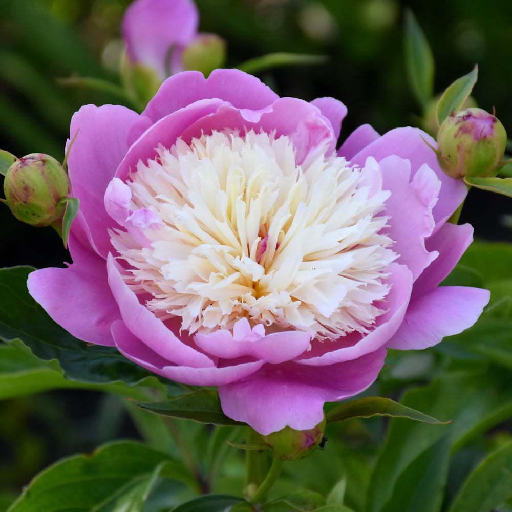 BOL DE BEAUTÉ DE PAEONI