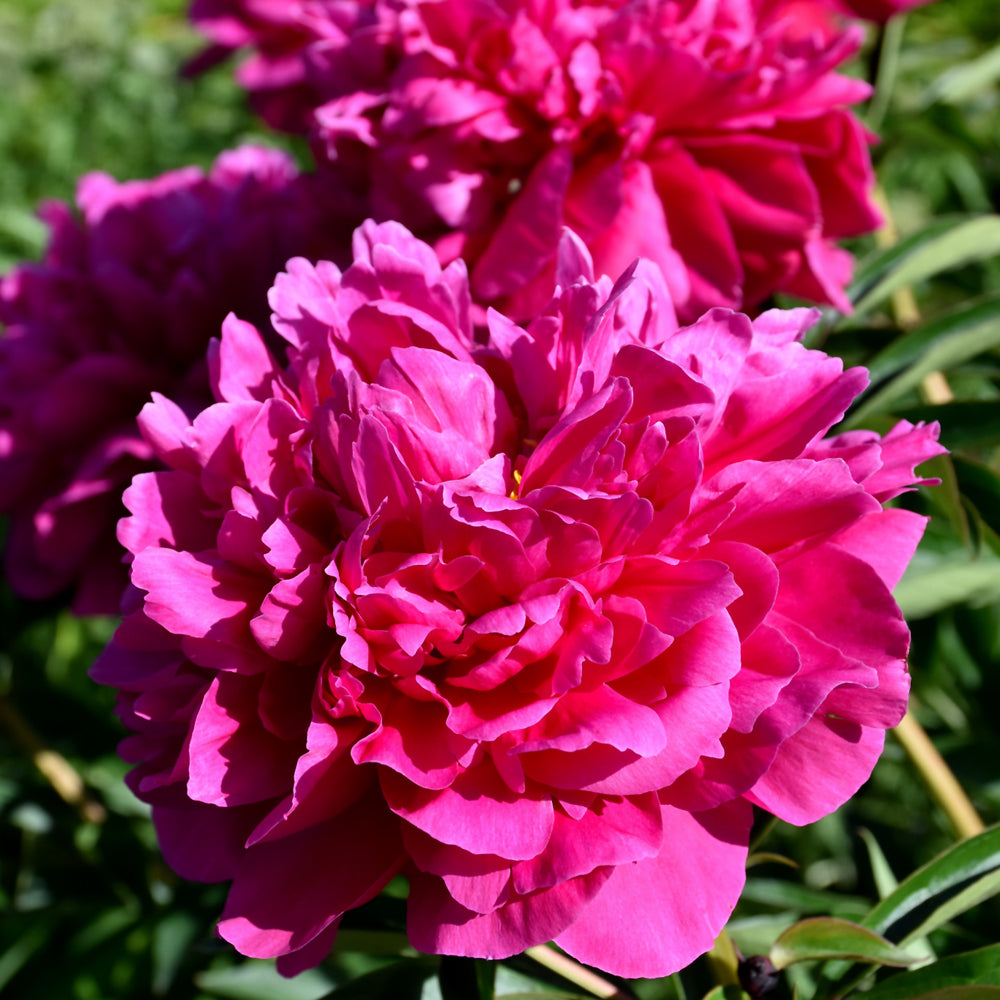PAEONIA KANSAS