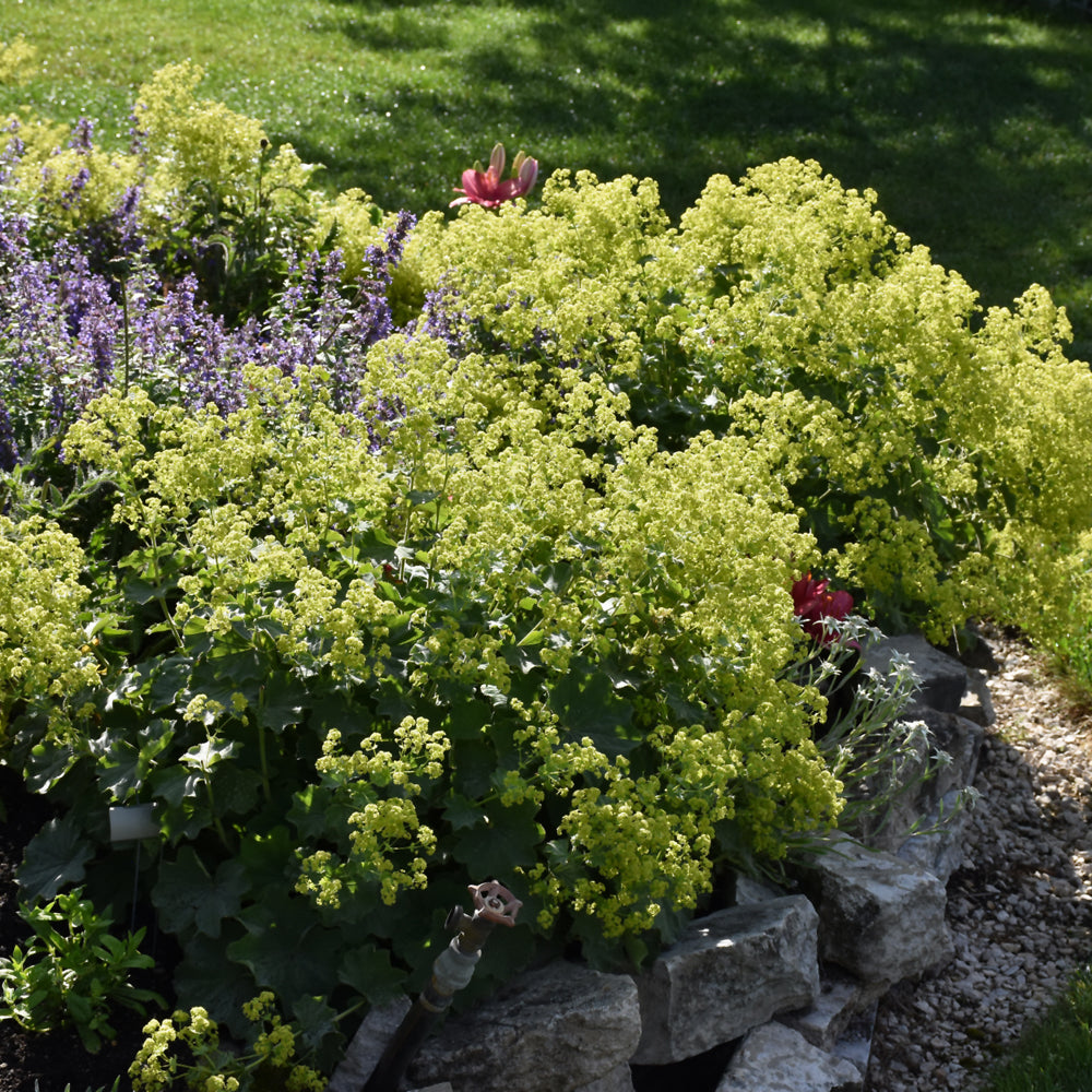 ALCHEMILLA GOLD STRIKE