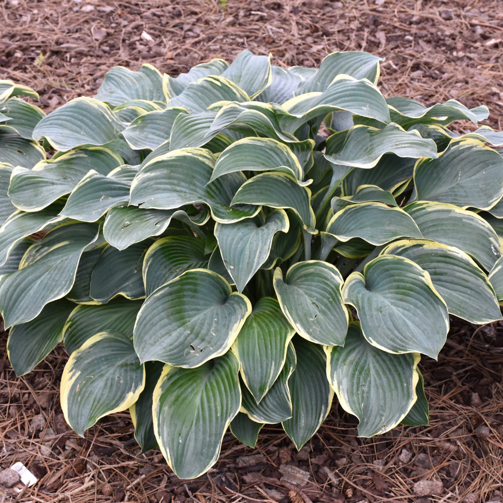 HOSTA REGAL SPLENDOR