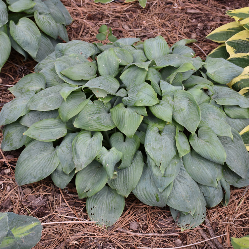 HOSTA FRAGRANT BLUE