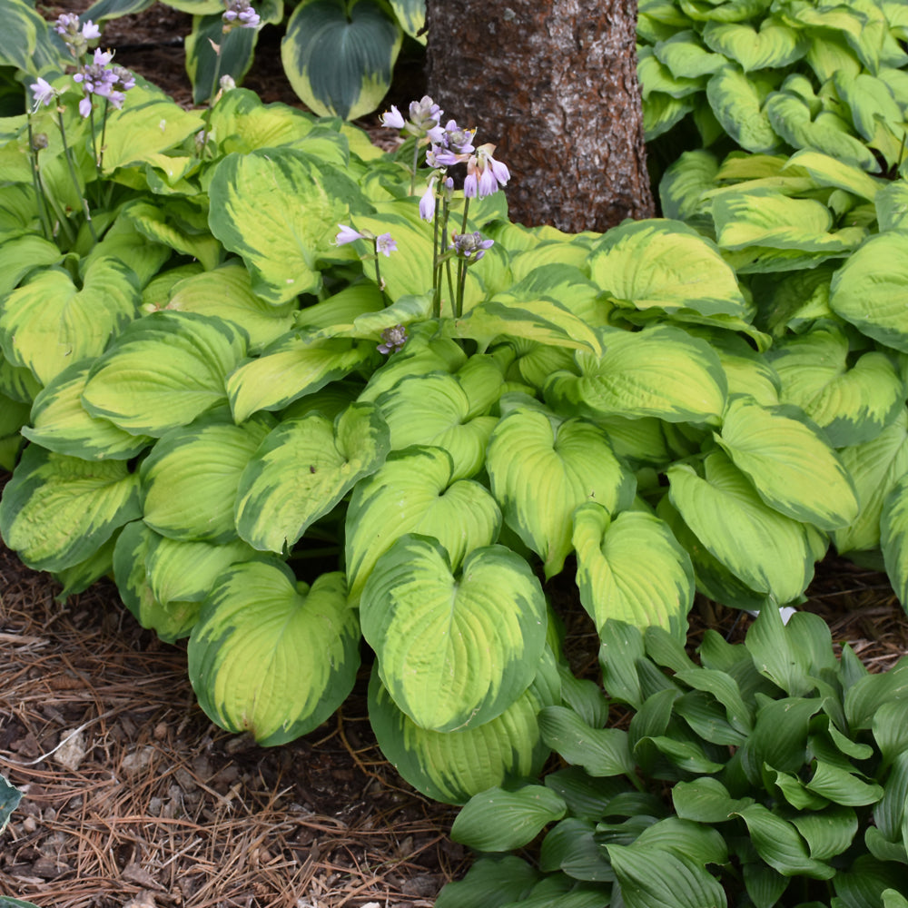 HOSTA OLD GLORY