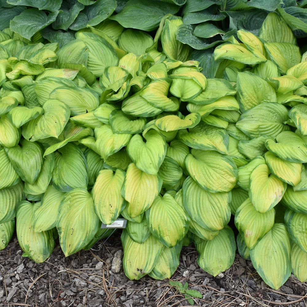 HOSTA STAINED GLASS