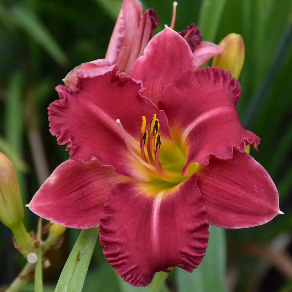 HEMEROCALLIS EARLYBIRD CARDINAL