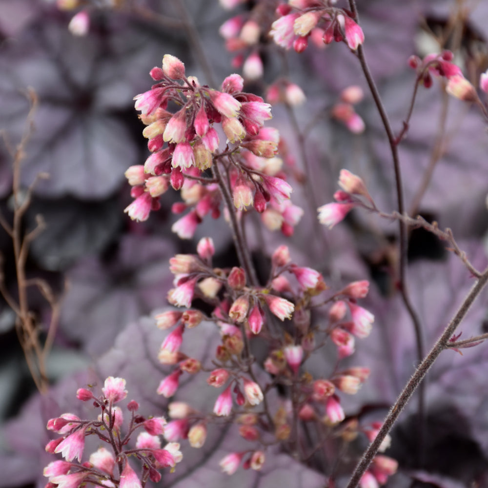 HEUCHERA ROSE QUARTZ