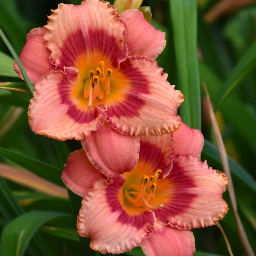 HEMEROCALLIS STRAWBERRY CANDY