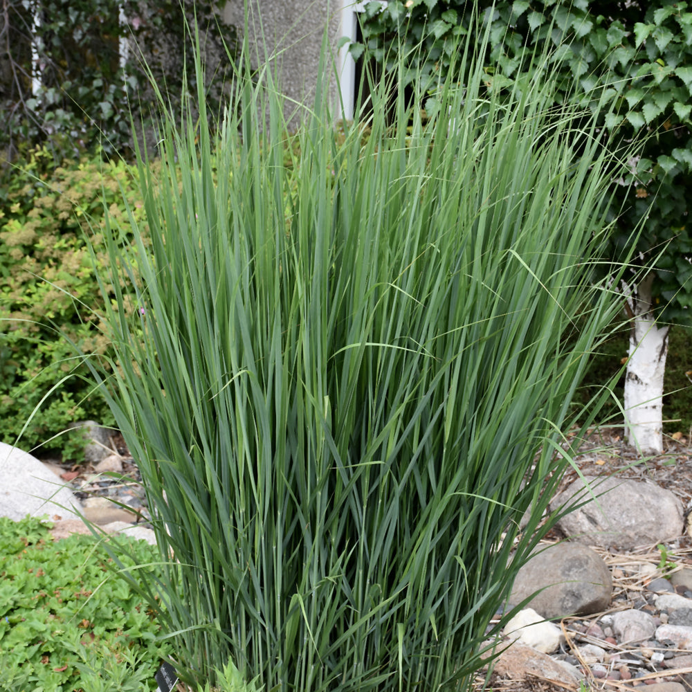 PANICUM NORTHWIND