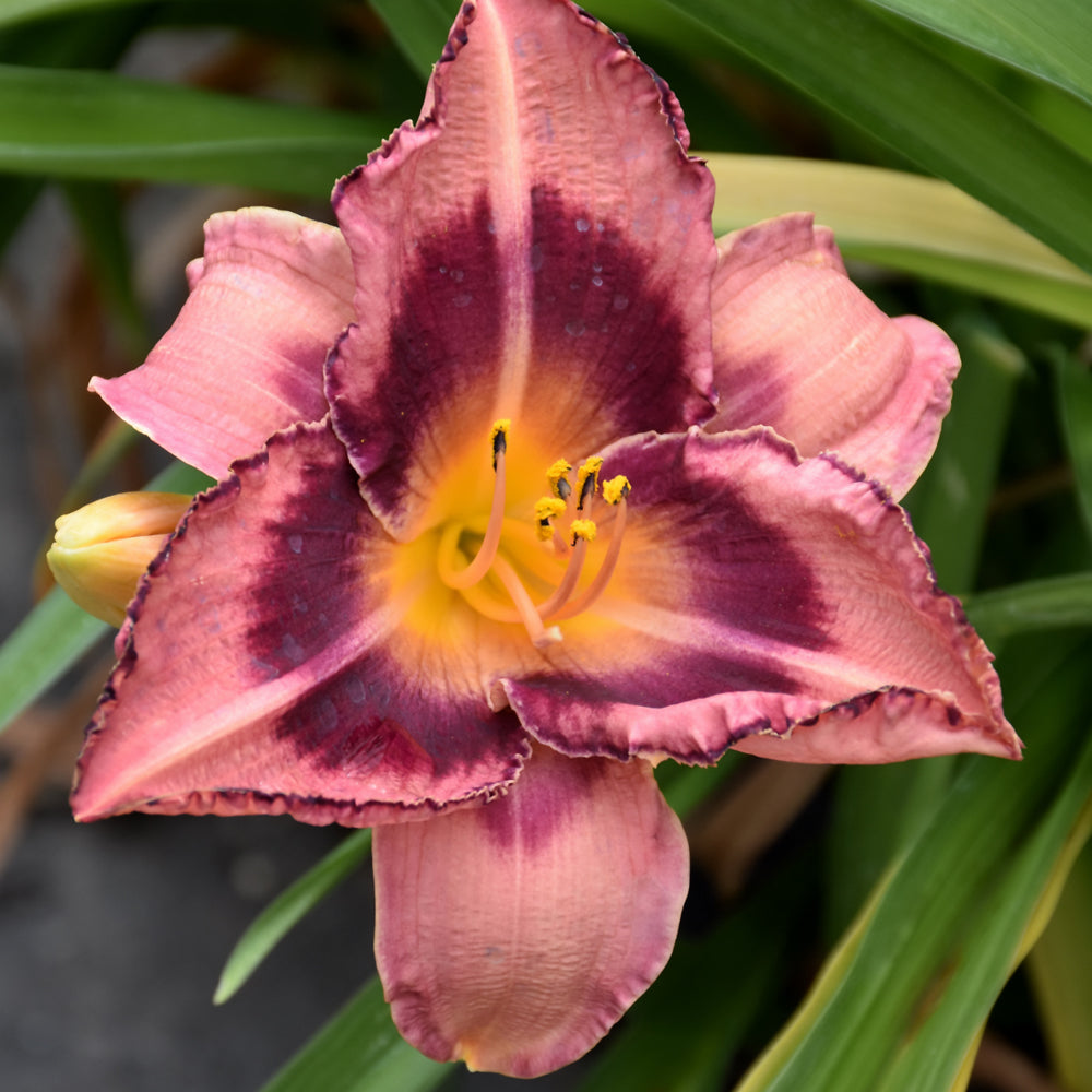 HEMEROCALLIS JUST PLUM HAPPY