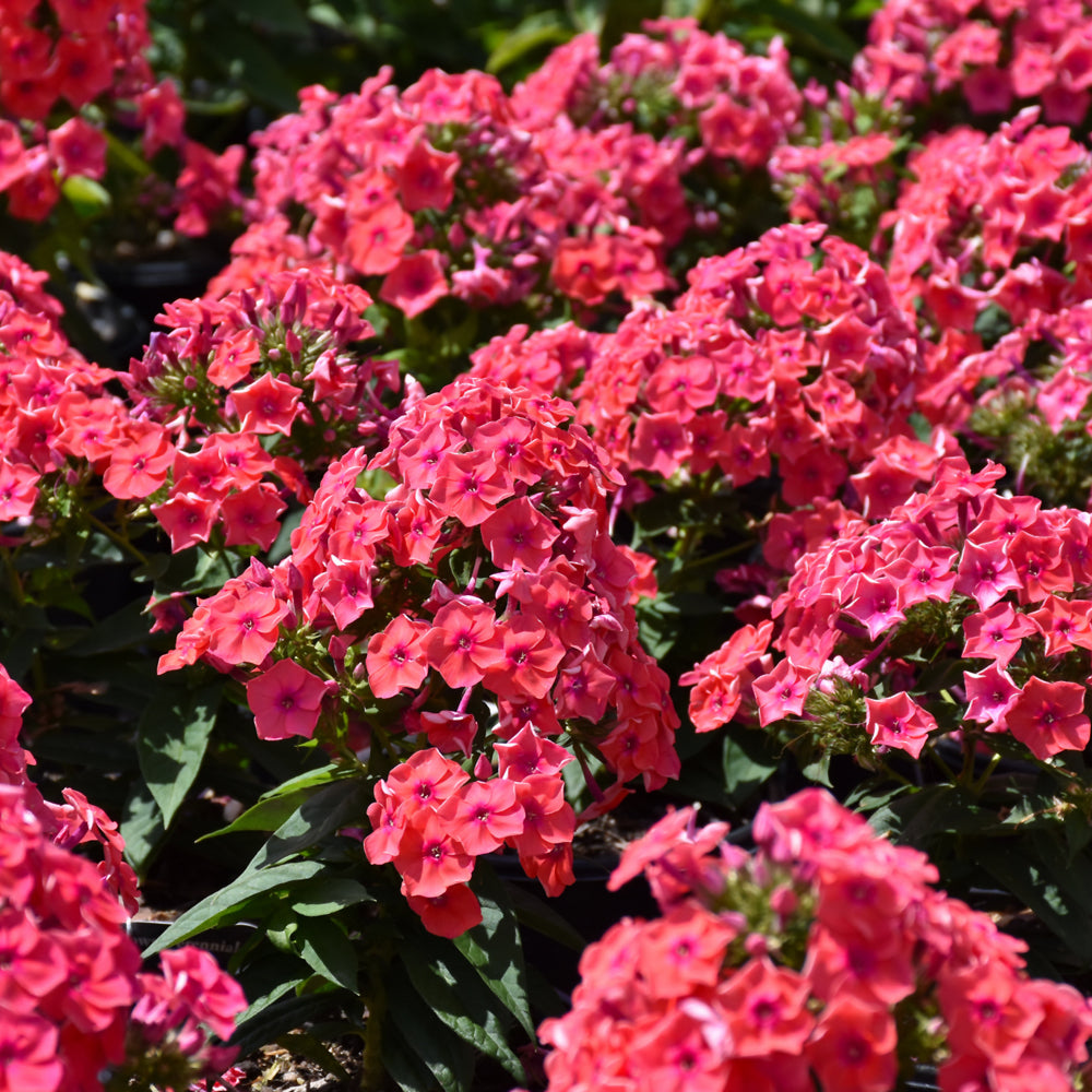 PHLOX CORAL FLAME