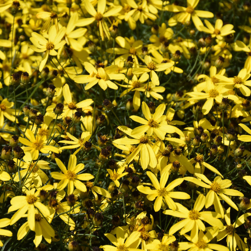 COREOPSIS MAYO CLINIC FLOWER OF HOPE