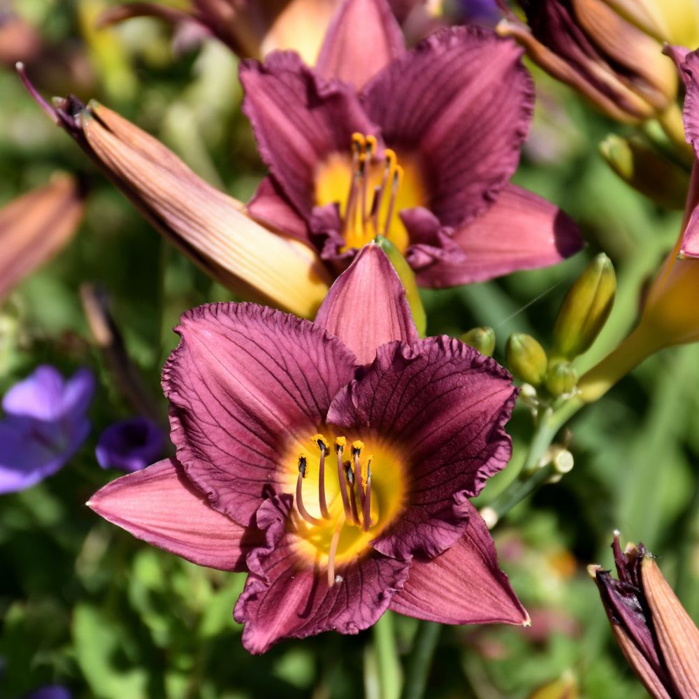 HEMEROCALLIS PURPLE DE ORO