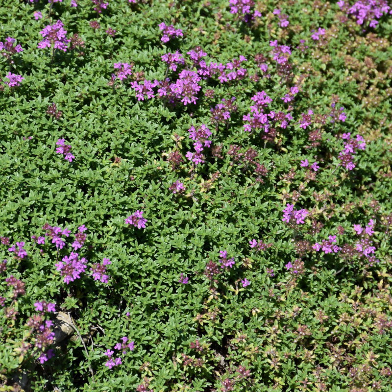 CREEPING THYME