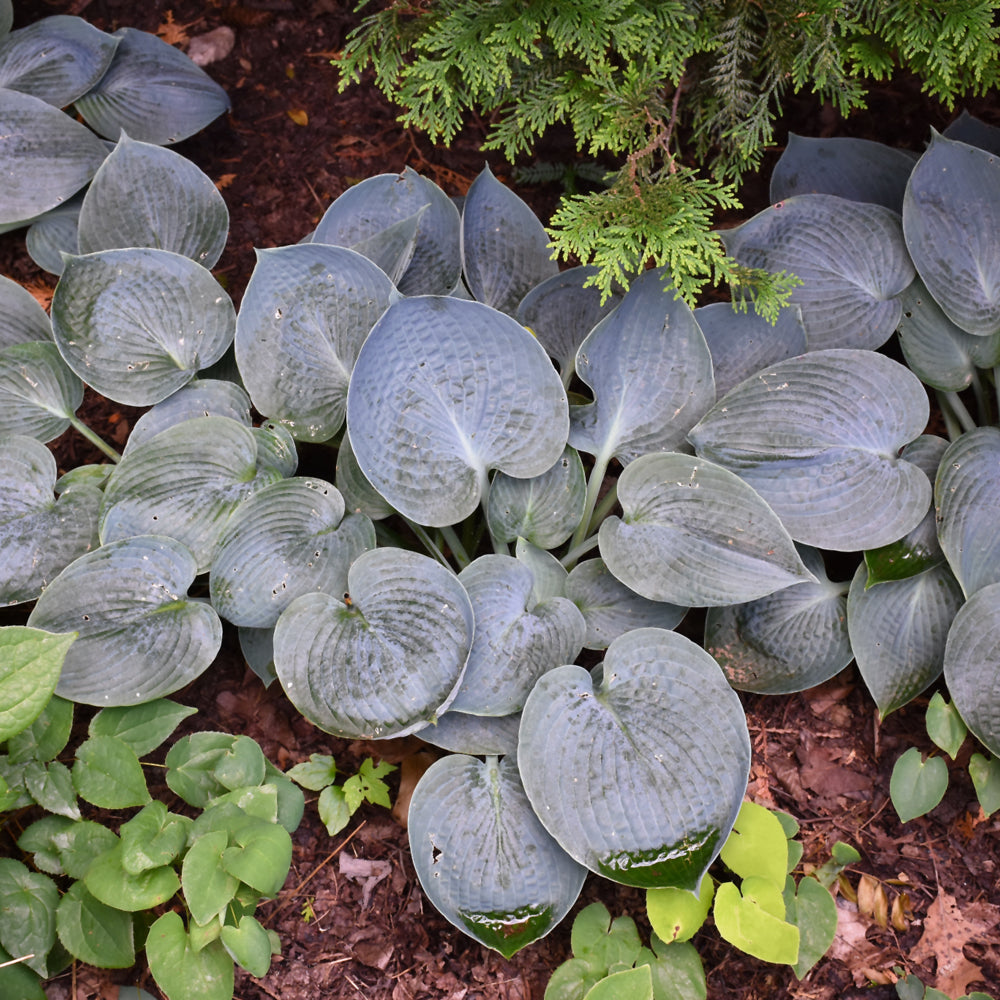 HOSTA HADSPEN BLUE