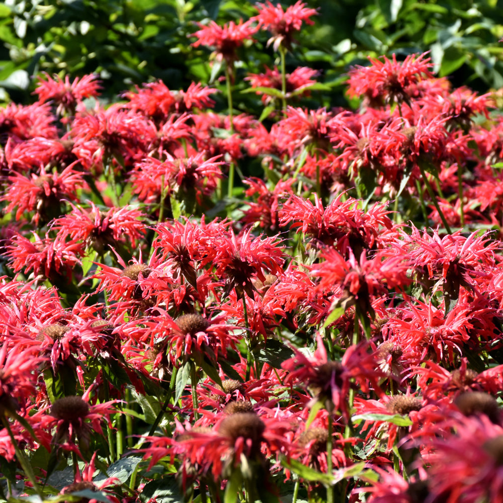 MONARDA GARDENVIEW SCARLET
