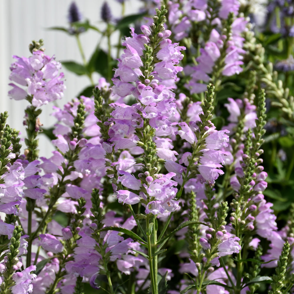 PHYSOSTEGIA PINK MANNERS