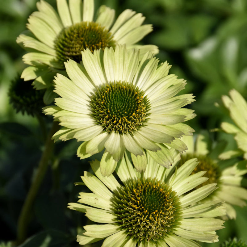 ECHINACEA GREEN JEWEL