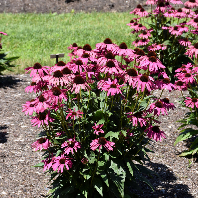 ECHINACEA PURPLE EMPEROR