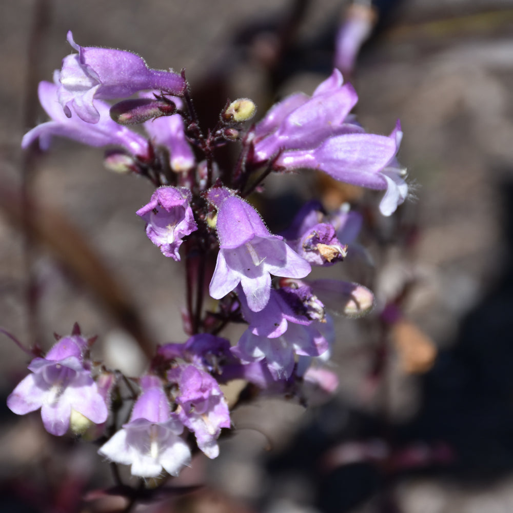 PENSTEMON BLACKBEARD