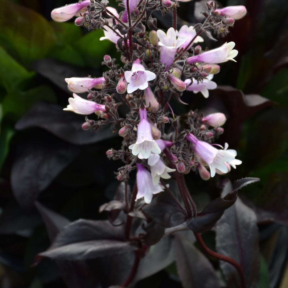 PENSTEMON DARK TOWERS