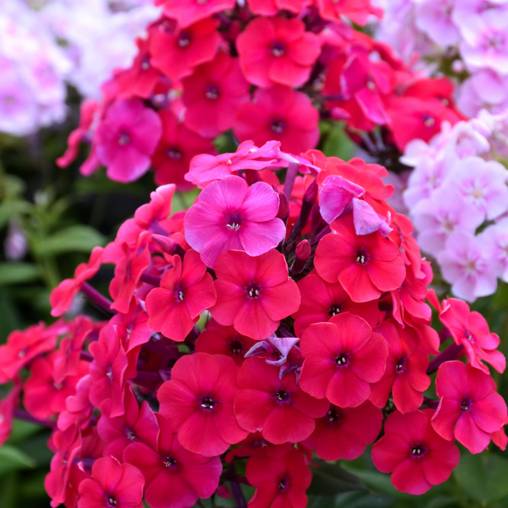 PHLOX RED RIDING HOOD