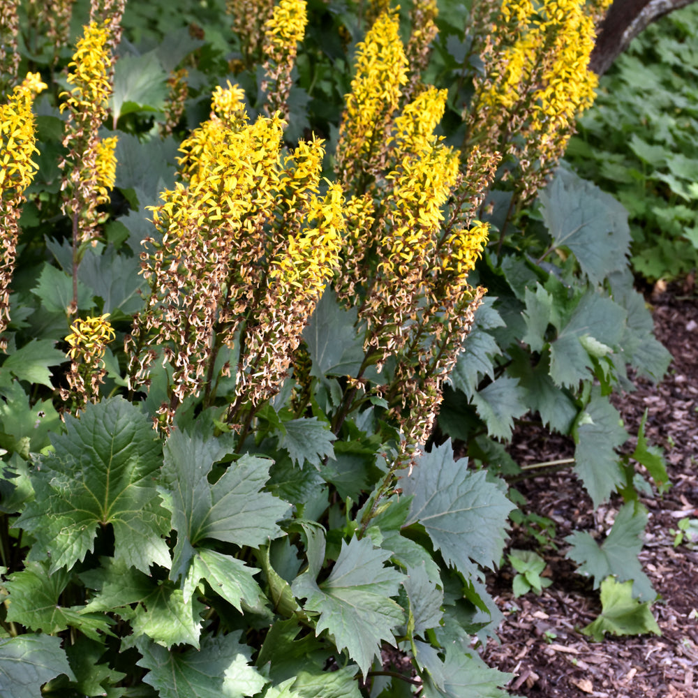 LIGULARIA THE ROCKET