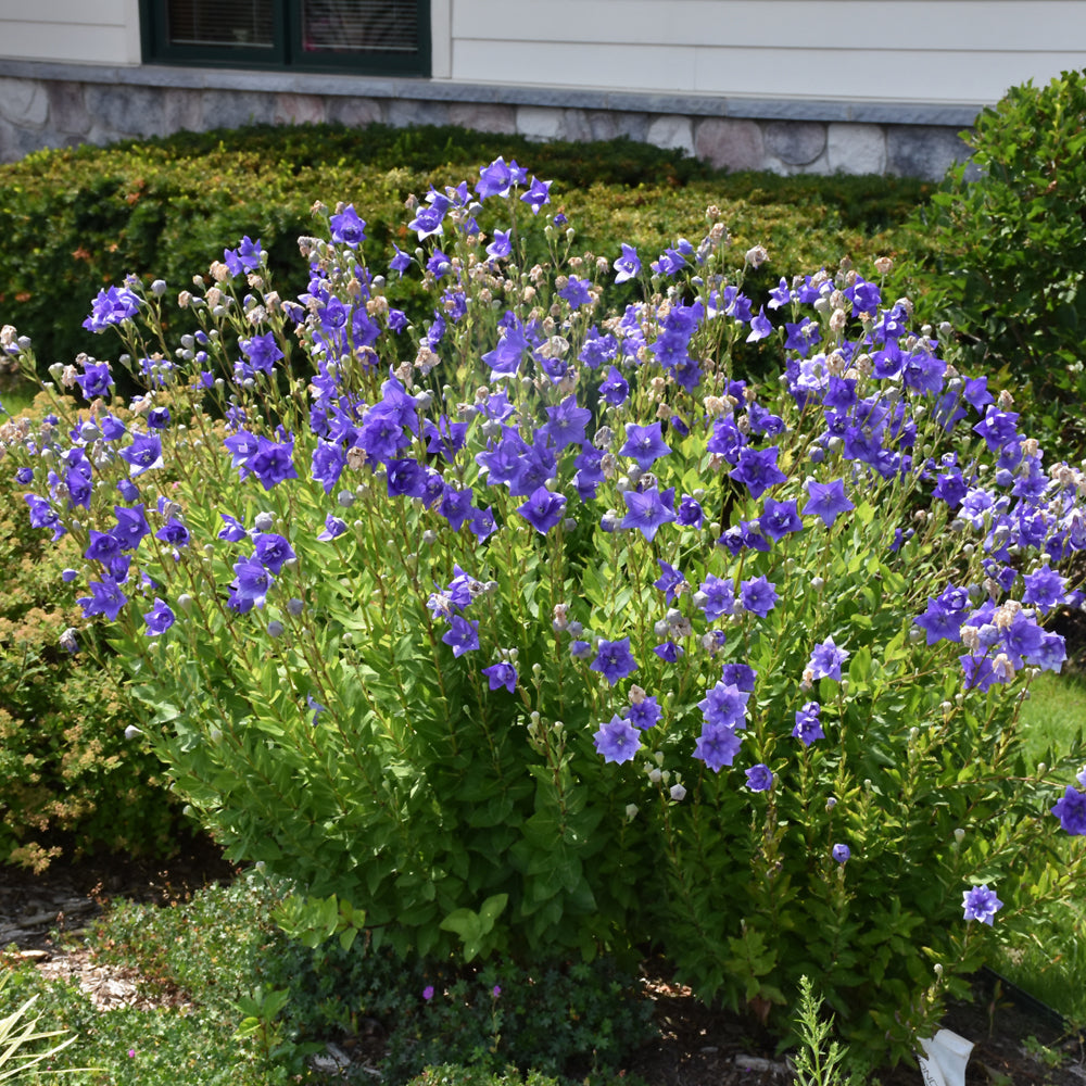 PLATYCODON ASTRA DOUBLE BLUE
