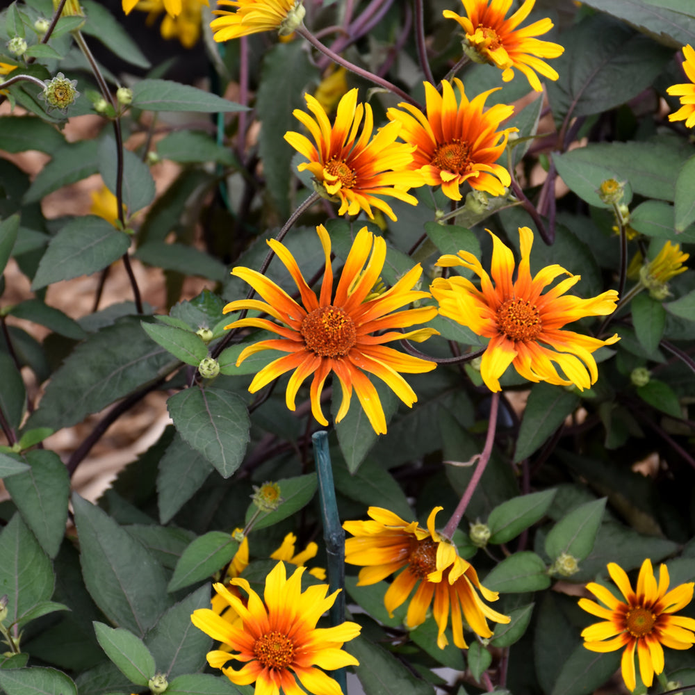 HELIOPSIS BURNING HEARTS