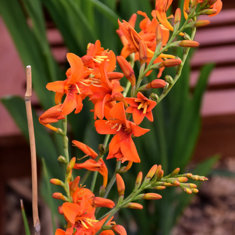 CROCOSMIA EMILY MCKENZIE